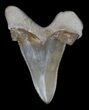 Serrated Auriculatus Shark Tooth - Dakhla, Morocco #35856-1